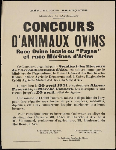 Concours d'animaux ovins. Race ovine locale ou « Payse » et race Mérinos d'Arles